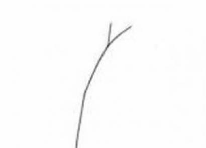 Как нарисовать ветку дерева карандашом поэтапно