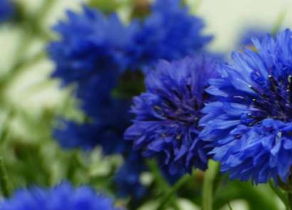 Цветы васильки — Приятный декор с красивой растительностью!