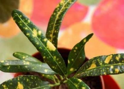 Кодиеум: правильный уход за растением Цветок кодиеум уход в домашних условиях описание