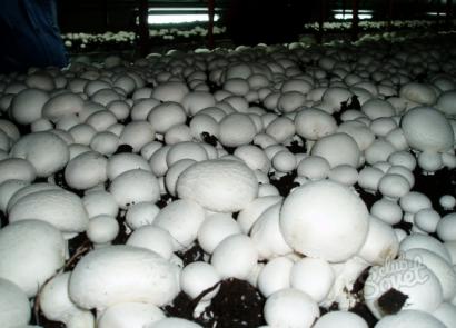 Выращивание шампиньонов — пошаговая инструкция и технологии, применимые в домашних условиях Выращивание грибов шампиньонов пошаговые инструкции